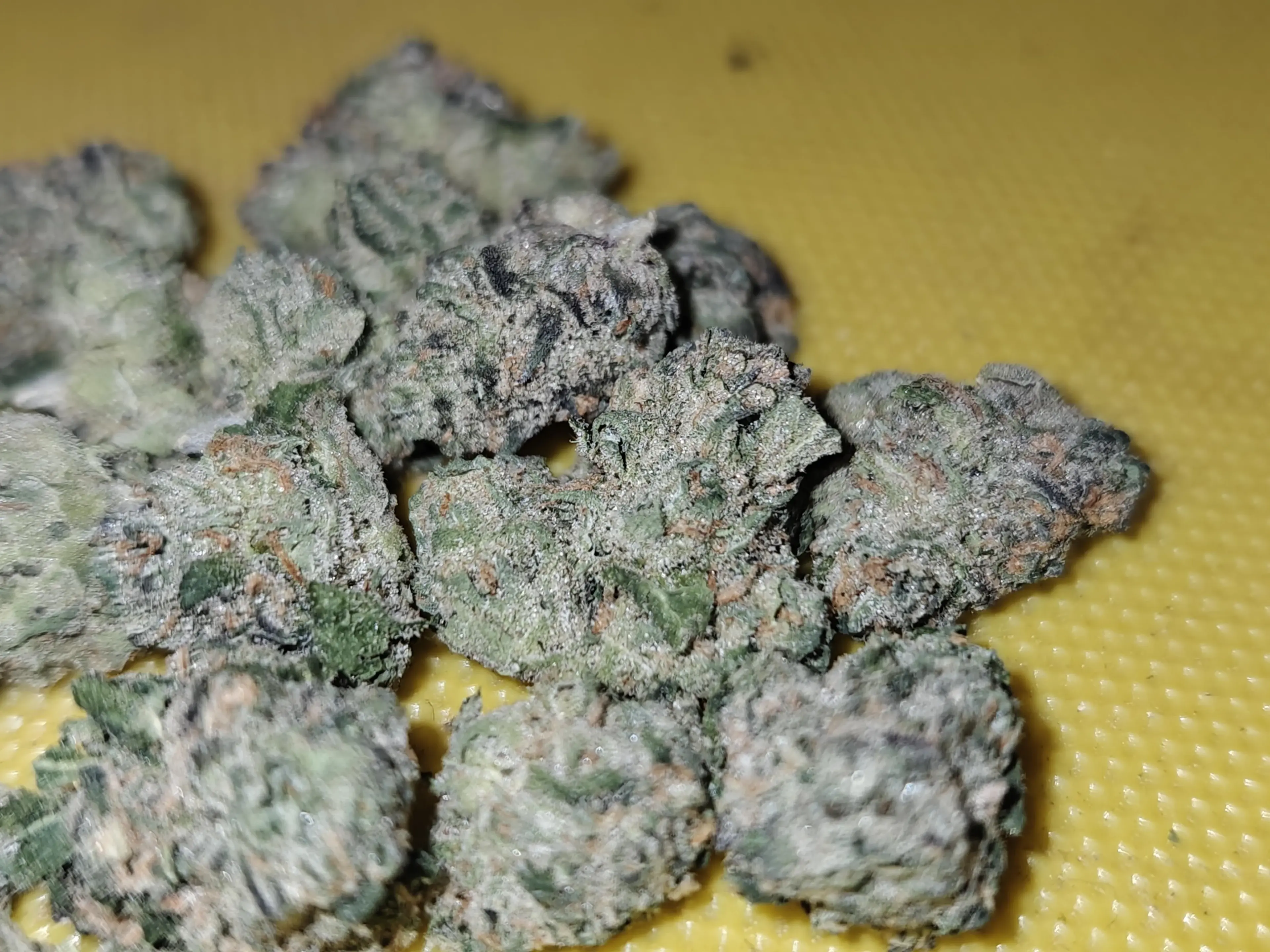 ZKITTLEZ X ANIMAL MINTS X LCG